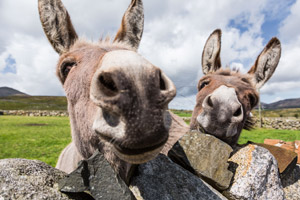 Mourne Heritage Trust